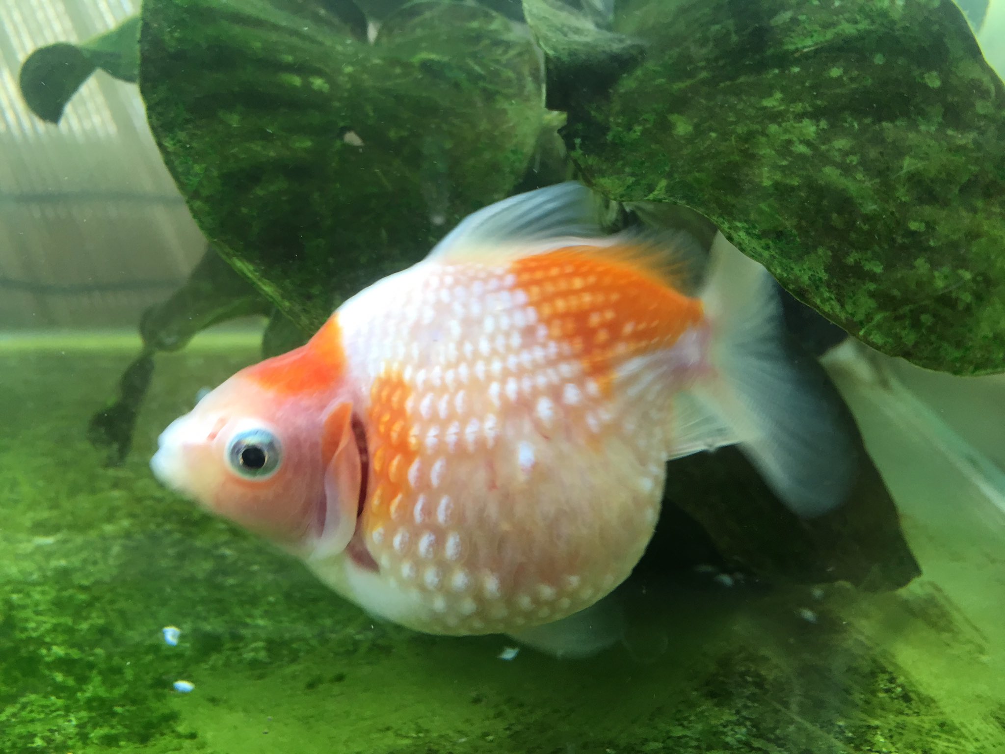 Mary 金魚love V Twitter 萩青雲や江戸錦チビと混泳させていたピンポンちゃん 半日餌をあげなかっただけでうろこ食べられてしまいました ˑ ボコボコのうろこが餌に見えた だけど食べてはいず水槽に散乱 かなりショック こんな経験ある人いますか Mary 金魚love V Twitter 萩青雲や江戸錦チビと混泳させていたピンポンちゃん 半日餌をあげなかっただけでうろこ食べられてしまいました ˑ ボコボコのうろこが餌に見えた だけど食べてはいず水槽に散乱 かなりショック こんな経験ある人いますか