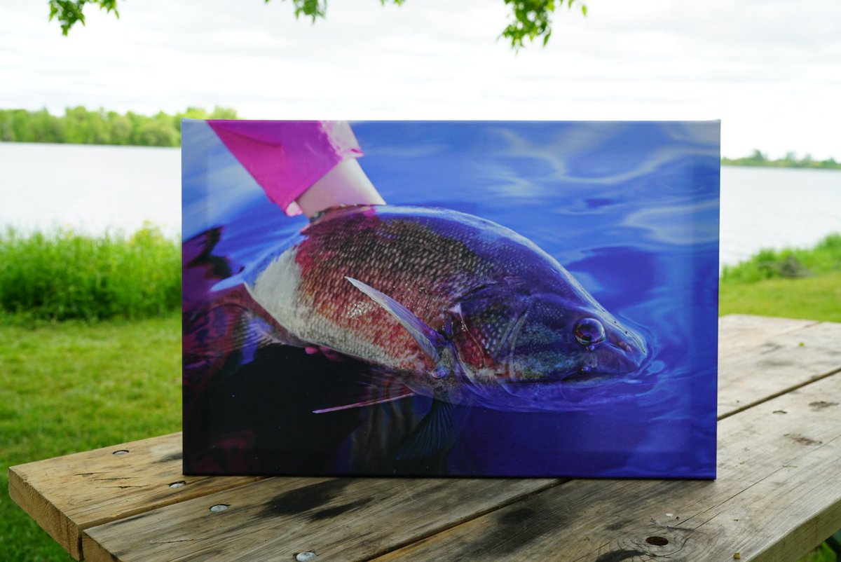 SheLovesToFish's tweet photo. Would you like to be the owner of this 24" X 16" smallmouth bass canvas print? Details can be found here: https://t.co/iez6DUxAeS Please RT! https://t.co/KAXYecI8bM