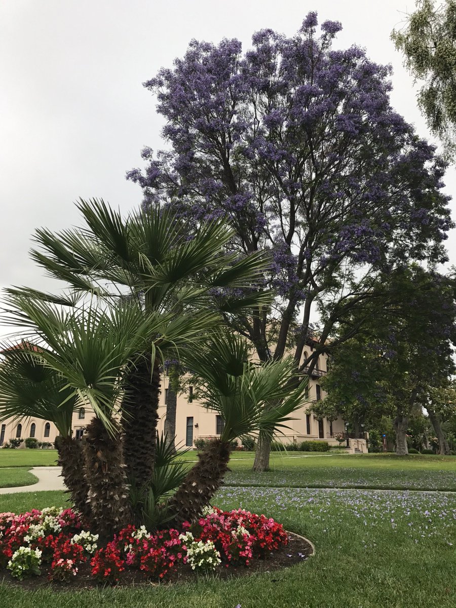scualumni's tweet photo. Everytime we turn around, something new is #blooming on campus. It must be #spring! #beautifulSCU https://t.co/4SNgvwrcsr