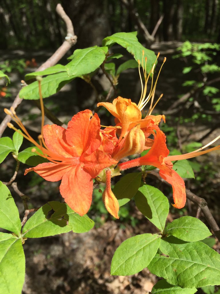 NCFSP's tweet photo. Enjoying the great outdoors @BCBSNC #VoteNCParks 

Copy and paste to help @NCFSP win a % of 100k from @BCBSNC #votencparks https://t.co/G3lh011jrz