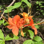 Photo by NCFriendsStateParks (@NCFSP)
