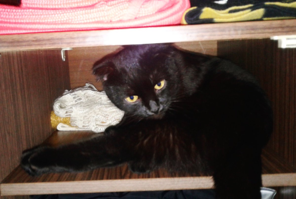 MissNicolina's tweet image. My boyfriend is not in a mood today. He said that my bed doesn&apos;t suit him. Got found a new one. He liked it. #kitten #Moodzone #bedproblems