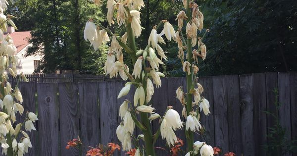 cookingscarlet's tweet photo. Totally a newbie here but is this a weed I should pull out or something to let grow? Thank you! #gardening #garden #gardens #DIY #landscapi… https://t.co/XSiEAoZpT3