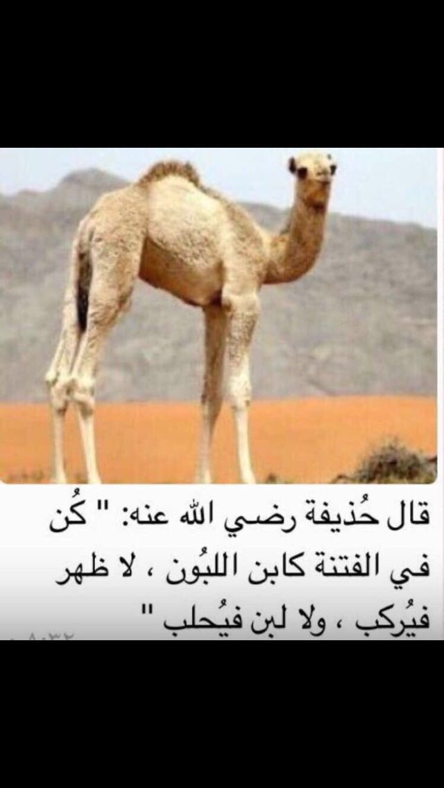 naser9991541's tweet photo. https://t.co/uzn6mK4nEq