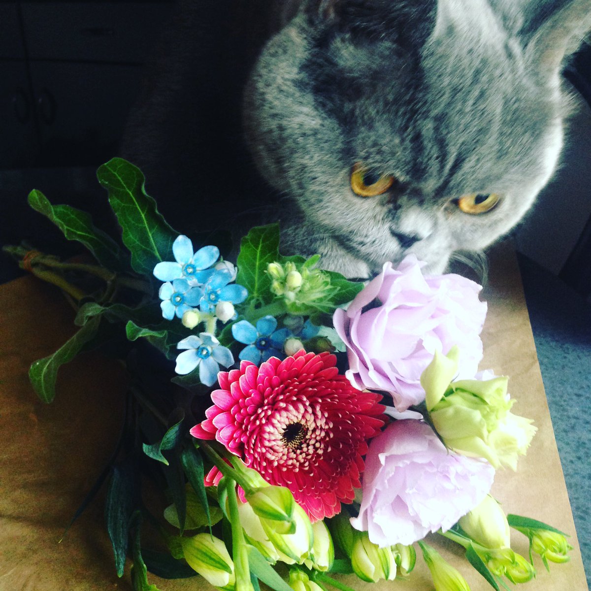 serucats's tweet photo. 花とネコ🐱 #猫 #セルカークレックス #季節の花 #shugashuga #serucats #ピロコの部屋 https://t.co/yWG0ckIi8k