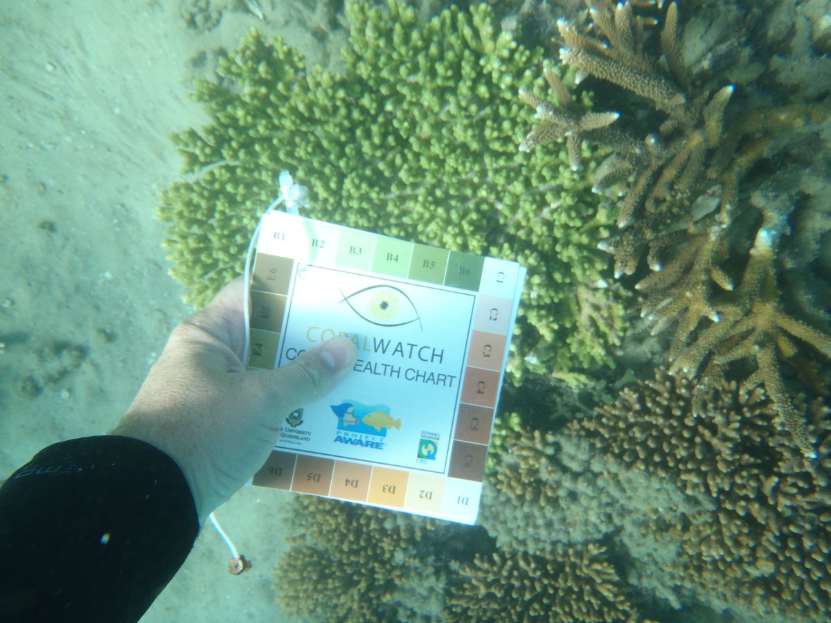 Coral_Watch's tweet photo. #Rockhampton Grammar School #WorldEnvironmentDay2017 great effort and good news #keppels #reef recovered from March #bleaching https://t.co/8IoL19qgGn