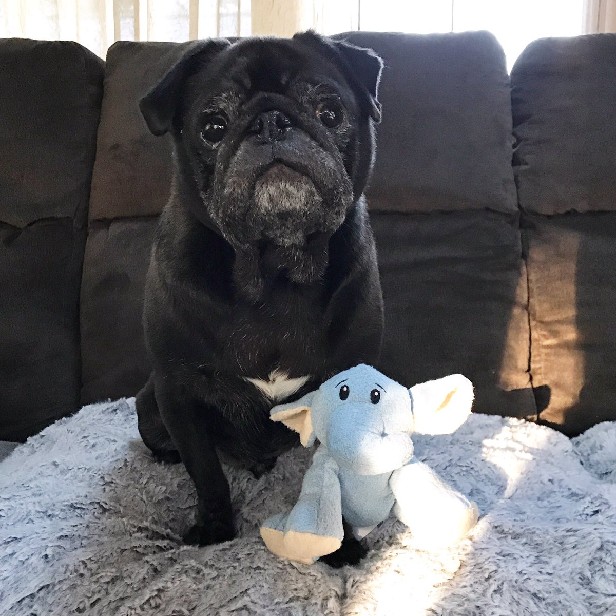 KirbyPug's tweet image. Humans went to Target and I got an elephant. 🐘 #Pug #kirbyalwaysgetssomething