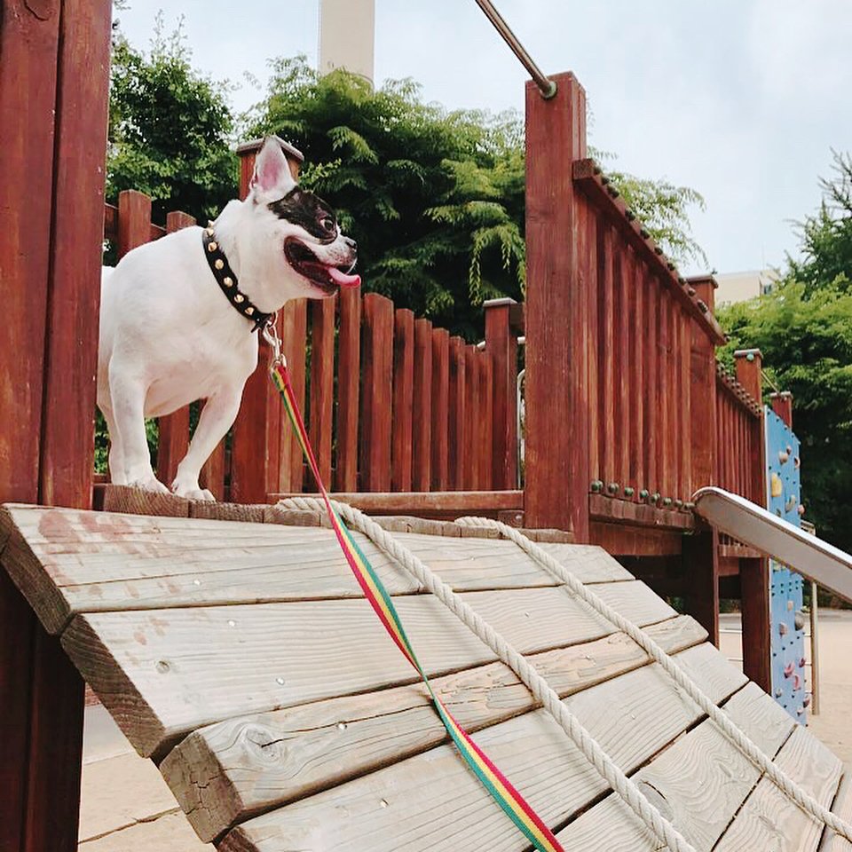 TeacherSiwonBot's tweet photo. [170606]jwc11244 IG

#n407 #n407_bugsy 
#bugsy #bugsy_n407 #bugsy_siwon #bugsy_jiwon 
#프렌치불독 #불독 #잡종 #쩜박이 #불어로짖는개 #막내 https://t.co/cvrKfwGWPR