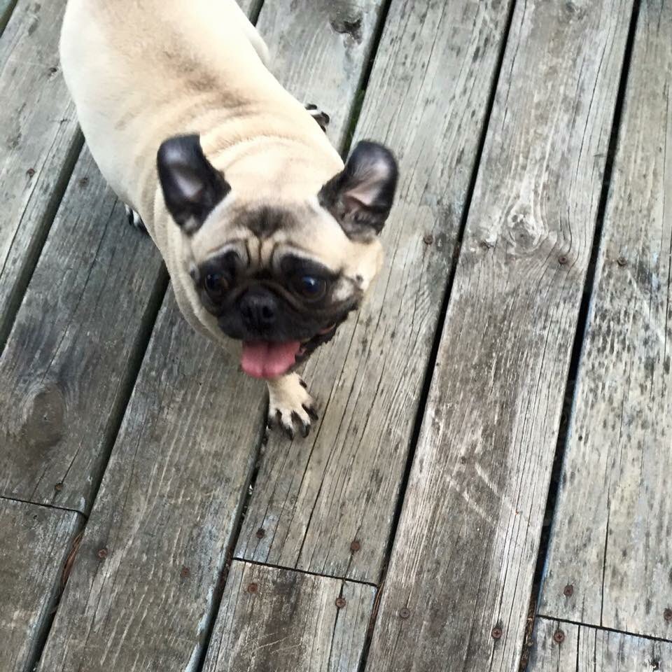 Kimberthepug's tweet image. If you're happy and you know it flap your ears