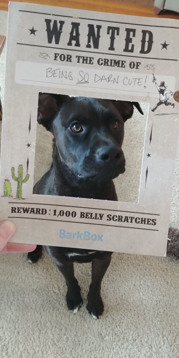 BrynMac82's tweet photo. @barkbox #WildWildWoof #dogsoftwitter #cutedog https://t.co/91u0hWTGKP