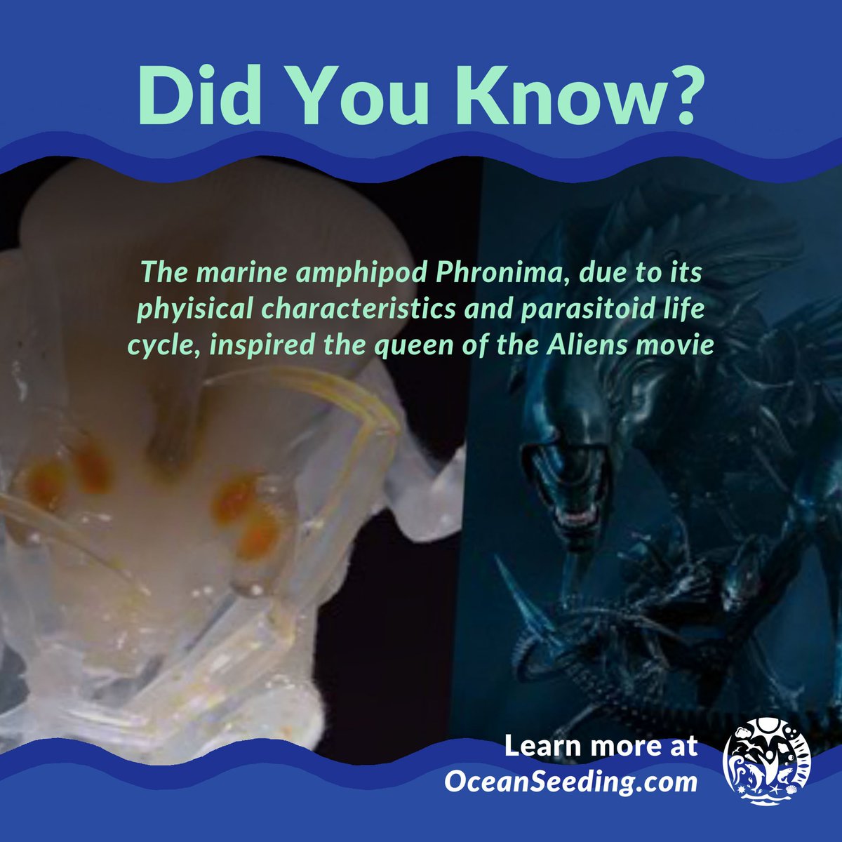 oceanseeding's tweet photo. #DidYouKnow About the microscopic aliens living in the ocean? #OceanFacts https://t.co/GNmT0ZR1O3