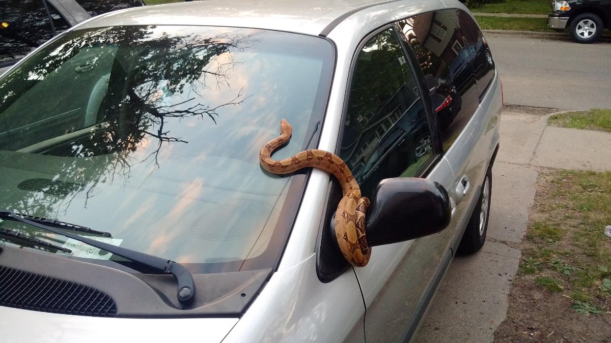 JulianXAndretti's tweet photo. Things you see on my block. #michiganShit https://t.co/ArR7985ckG