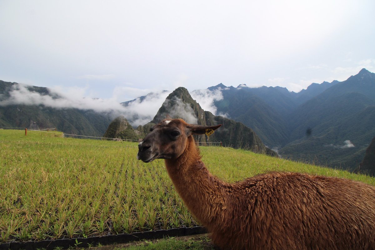 ERICXPEDITIONS's tweet photo. Visit MachuPicchu !! Have a lot of pics and enjoy the nature and life! #LuxuryTravel #Machupicchu #Peru Contact us: https://t.co/AEmRGYhqK1 https://t.co/QuwnVE2yYI