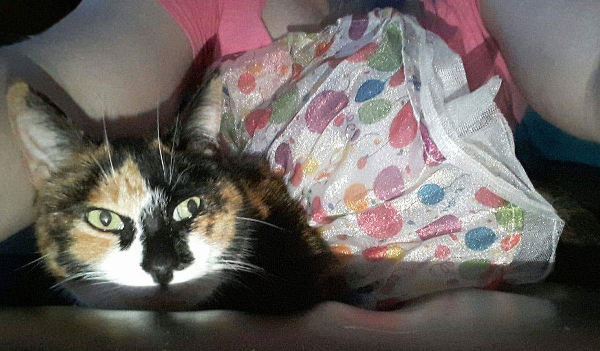 Tencat_'s tweet image. Happy 7th Birthday Annaliese!! #Tencatlove #HappyBirthday