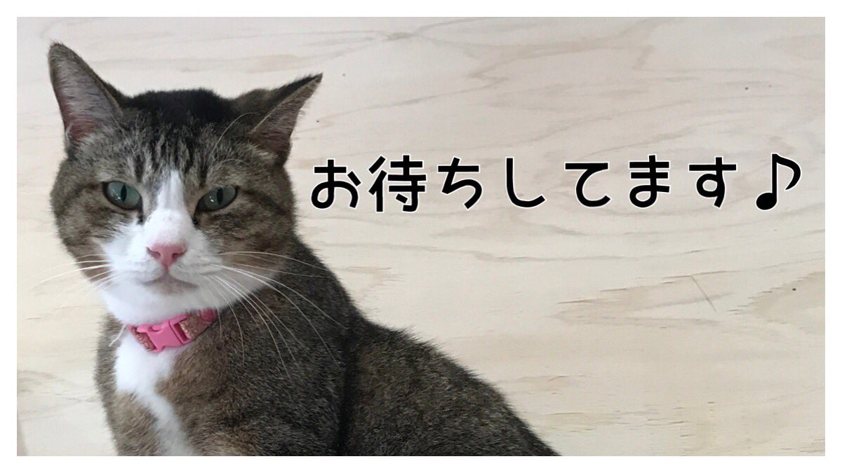 ゆう ニャンとぴあ本日オープンです T Co 6wy3nt2tgi 堺市 堺市駅 保護猫 カフェ