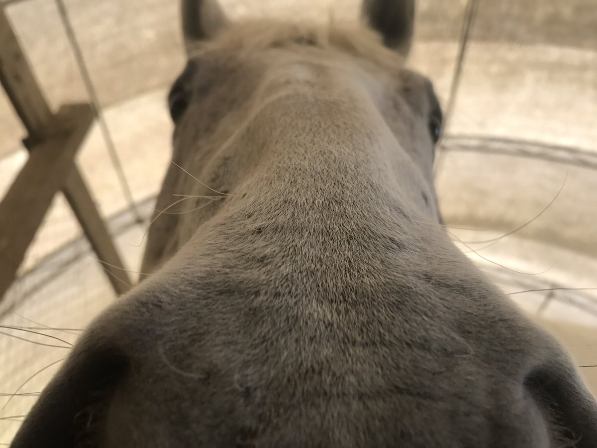 TherapyHound's tweet photo. This is my buddy, Victor!  #illsniffya https://t.co/9faLDlNpar