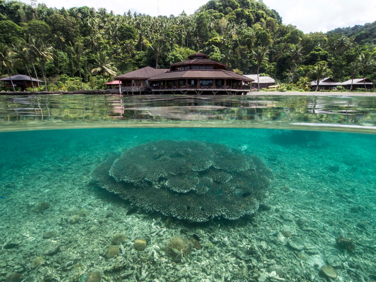 GodivingIndo's tweet photo. Summer Special: 3 night, 4 dives at a beach front room for $328 per person.
Add $140 for additional night + 2 dives.
https://t.co/enuL2QgAue https://t.co/flm4NnKXDg