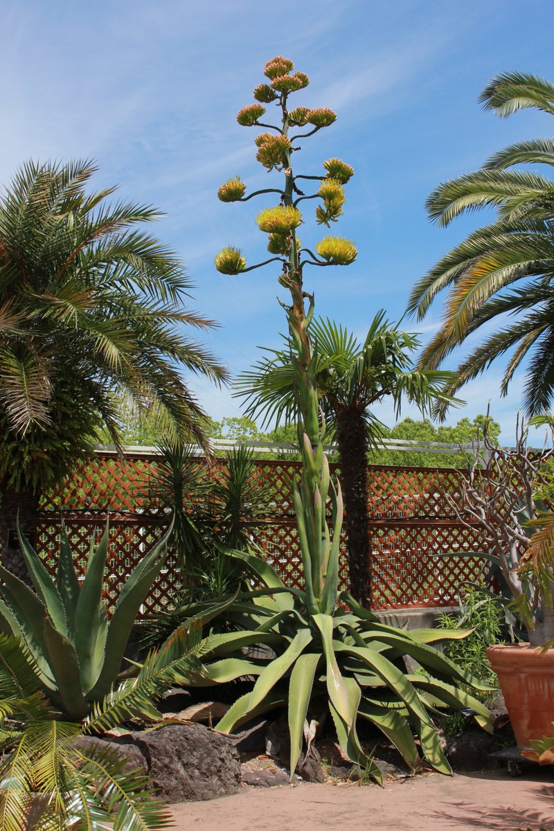 咲くやこの花館 本日 アガベ フェロクス が開花しました メキシコ原産 で 生長に時間を要し 厳しい環境で生育するので花 を咲かせると枯死してしまします 出入り口付近に 開花後のアガベも展示しておりますので合わせてご覧ください 数十年に