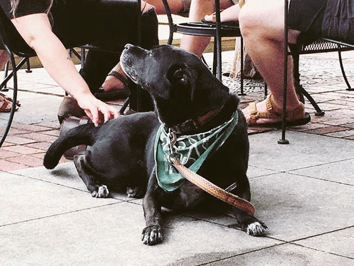 gowildfire3's tweet photo. @DowntownDrafts Random dog enjoying some love ❤️🐶 #dog #craftbeer #love #pet #brewpub https://t.co/O0JErkAPpL