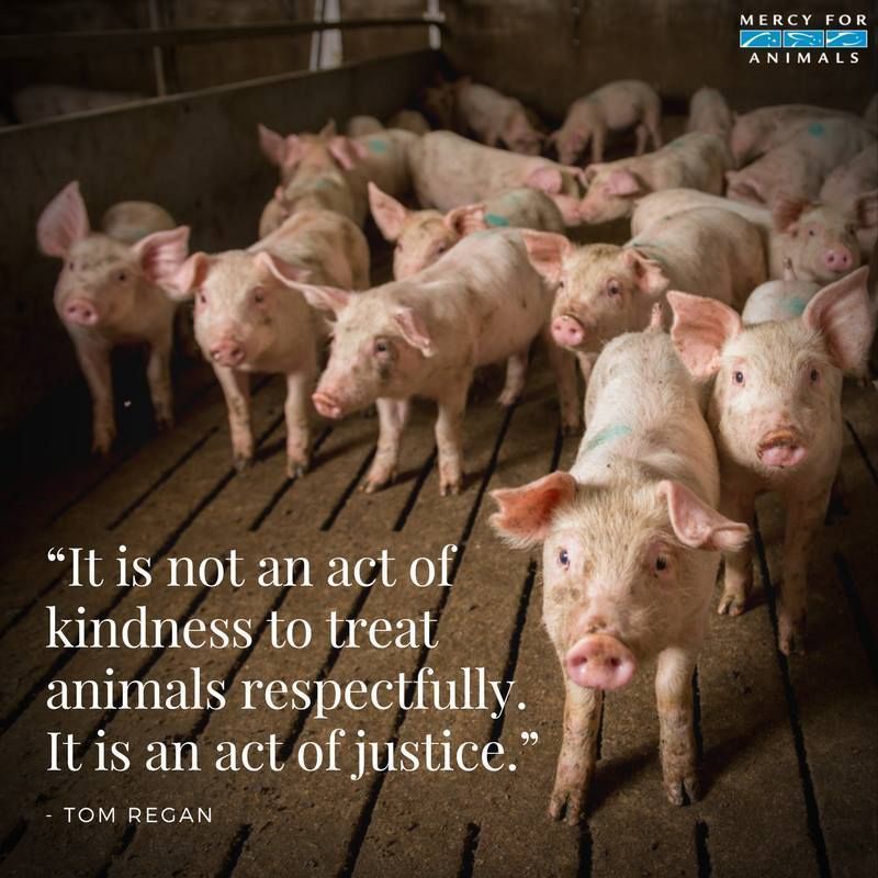 Mercy For Animals on Twitter: Mercy For Animals on Twitter: