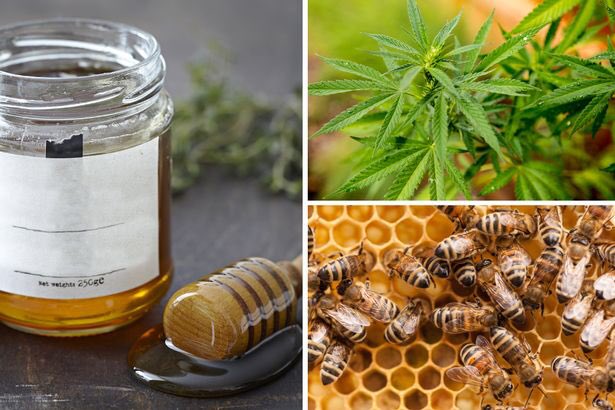 CannaBuzzFarms's tweet photo. Canna Bee's and Cannabis a heavenly match in Maine! #CannaBuzzFarms https://t.co/YvW2N214jF