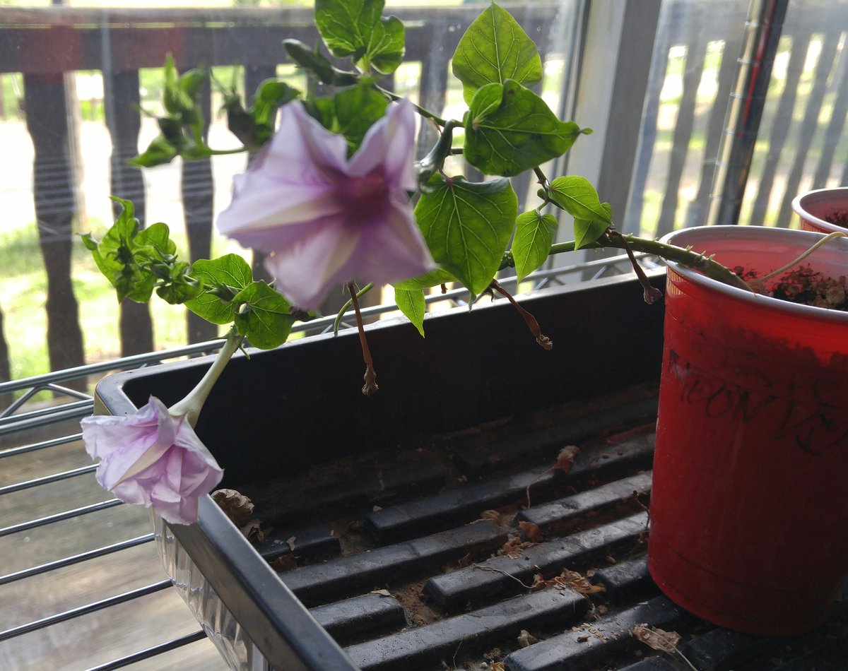 SweetnSvry's tweet photo. #moonvine #gardenchat @BrenHaas @billblevins @tracyblevins https://t.co/1i4MgbUz0T