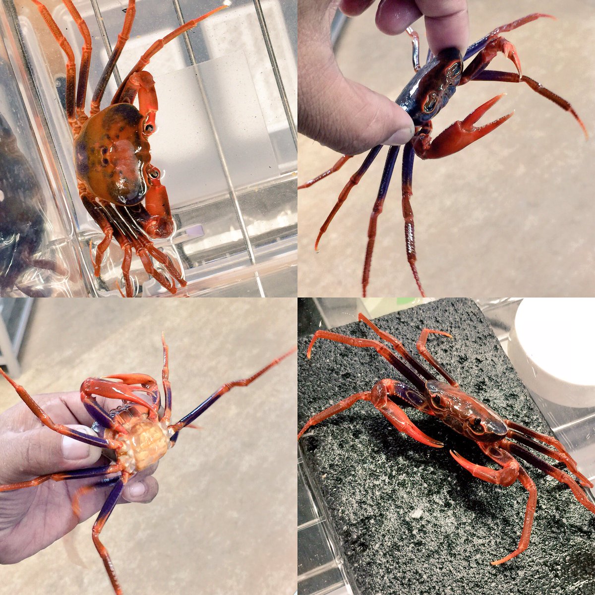 サワガニ様用 サワガニ様用 サワガニ様用 サワガニのおすすめ人気商品一覧
