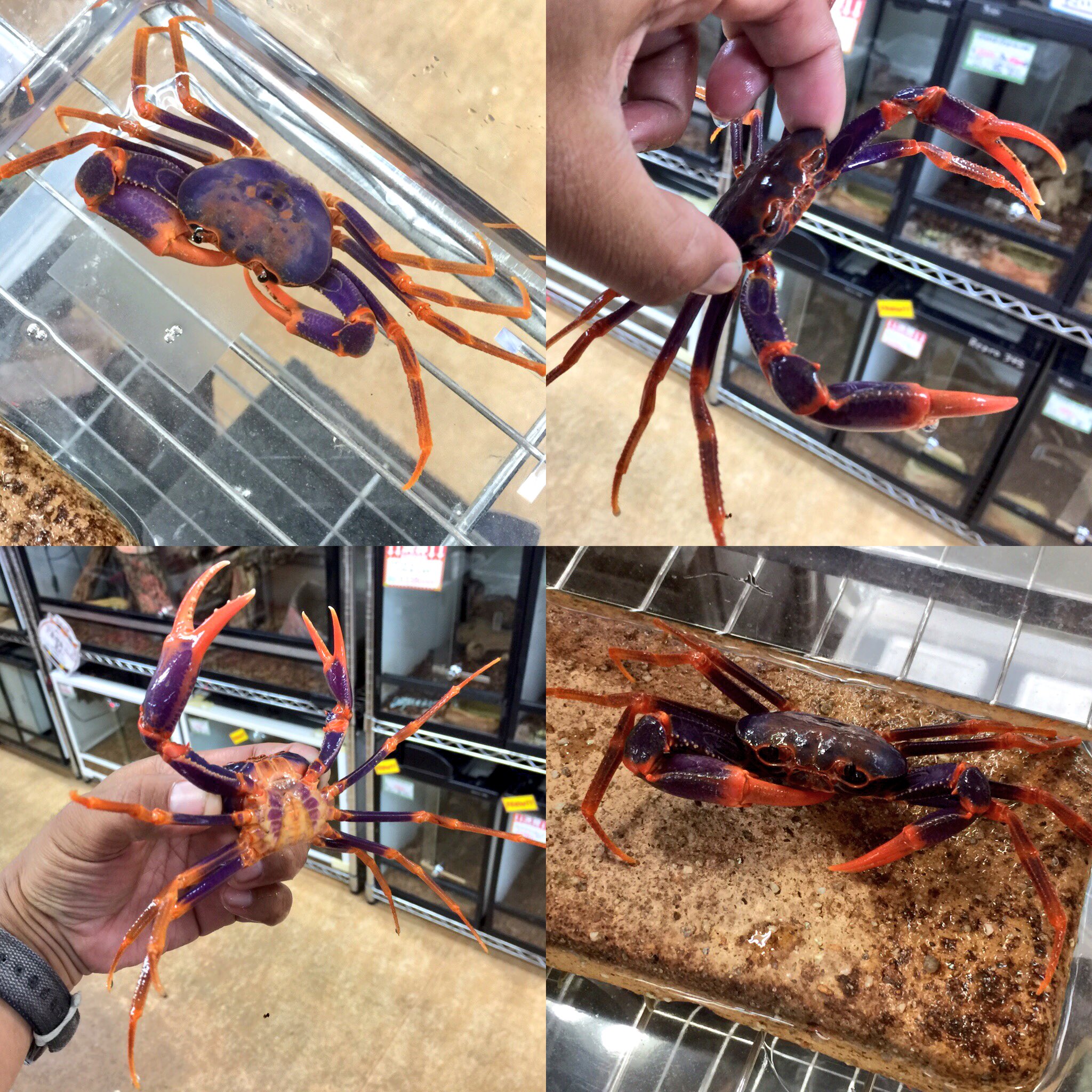 サワガニ様用 エンジンスワップにも KNローダウンリヤサス リアショック黒