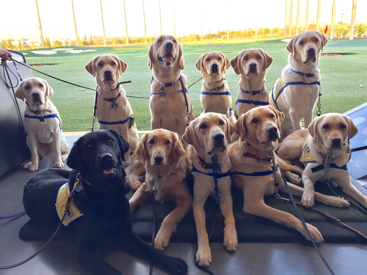 .<a href="/Topgolf/">Topgolf</a> with the <a href="/ccicanine/">Canine Companions®</a> squad! #ccipuppy #topgolf