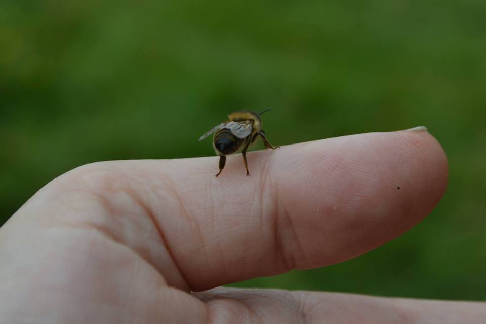 En el día del Medio Ambiente recordemos la importancia de los polinizadores para la #agricultura y #ecosistemas del mundo