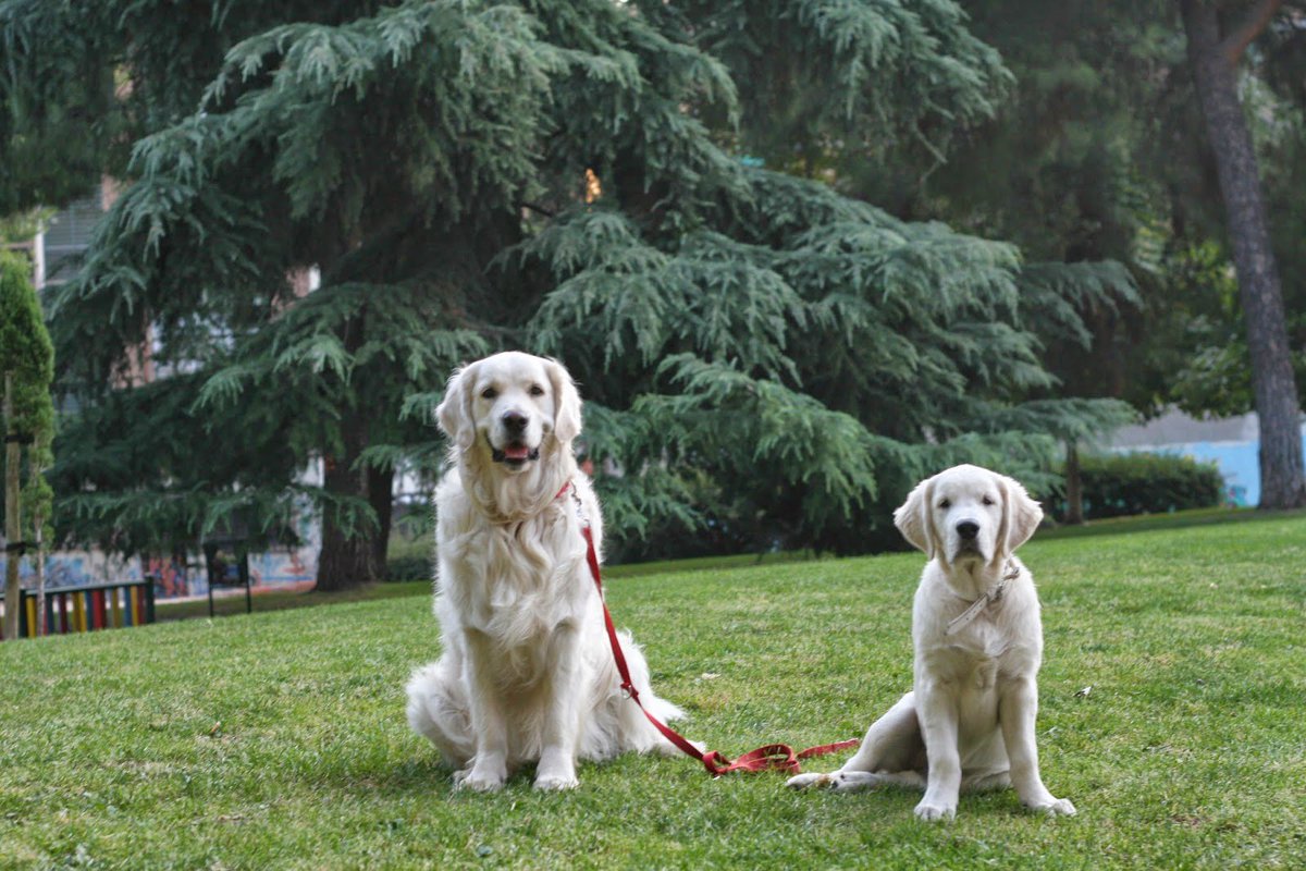 policiademadrid's tweet photo. ¿Sabías que los🐕pueden estar sueltos en parques y jardines en verano de 20h-10h?⚠️con restricciones.
Art 11👉https://t.co/1IbKTnKZGS https://t.co/xi8gyNPE4h