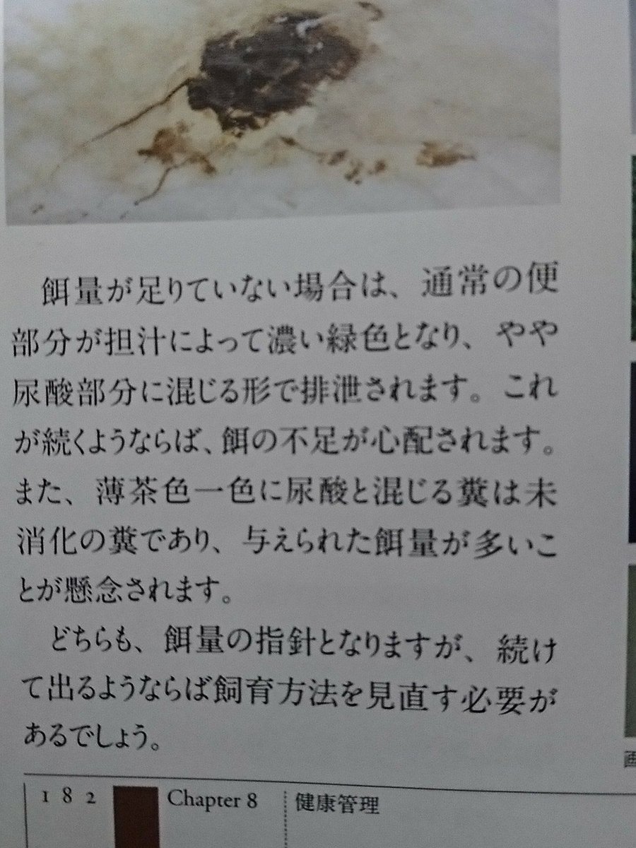 フクロウのミーシャと柴犬のゆずとレオパと時々亀子 うんち注意 フクロウの便について詳しい方教えて頂きたいです このうんちは健康上どういった状態でしょう 最近他にも臭いがしない 薄い のに盲腸便みたいな色のだったりもしてたりして不安です