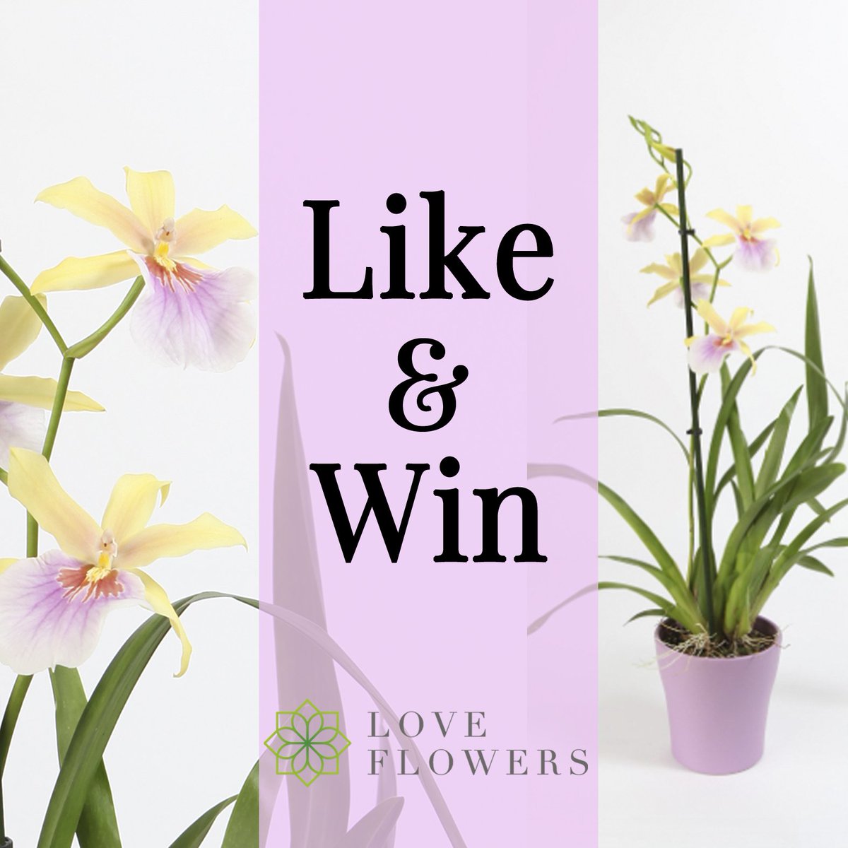 Maak kans op een Miltonia Sunset (viooltjes orchidee) van #IncaOrchids. Bekijk de #winactie op facebook.com/loveflowers.nl
#loveflowers_nl