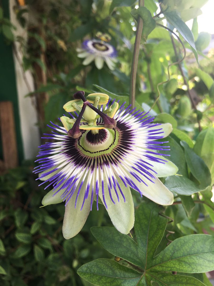 lucianinalitti's tweet photo. Un fiore al giorno leva la malinconia di torno. #passiflora #terrazziurbani #cicapui #buongiorno https://t.co/l4GXA0HAHQ https://t.co/vnpjeCrEEO
