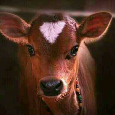 Uruvaluvalaya's tweet photo. @Shankaracarya36 @Kamadugha_SRPM #MilkFest https://t.co/rUFTZ0ntCS
