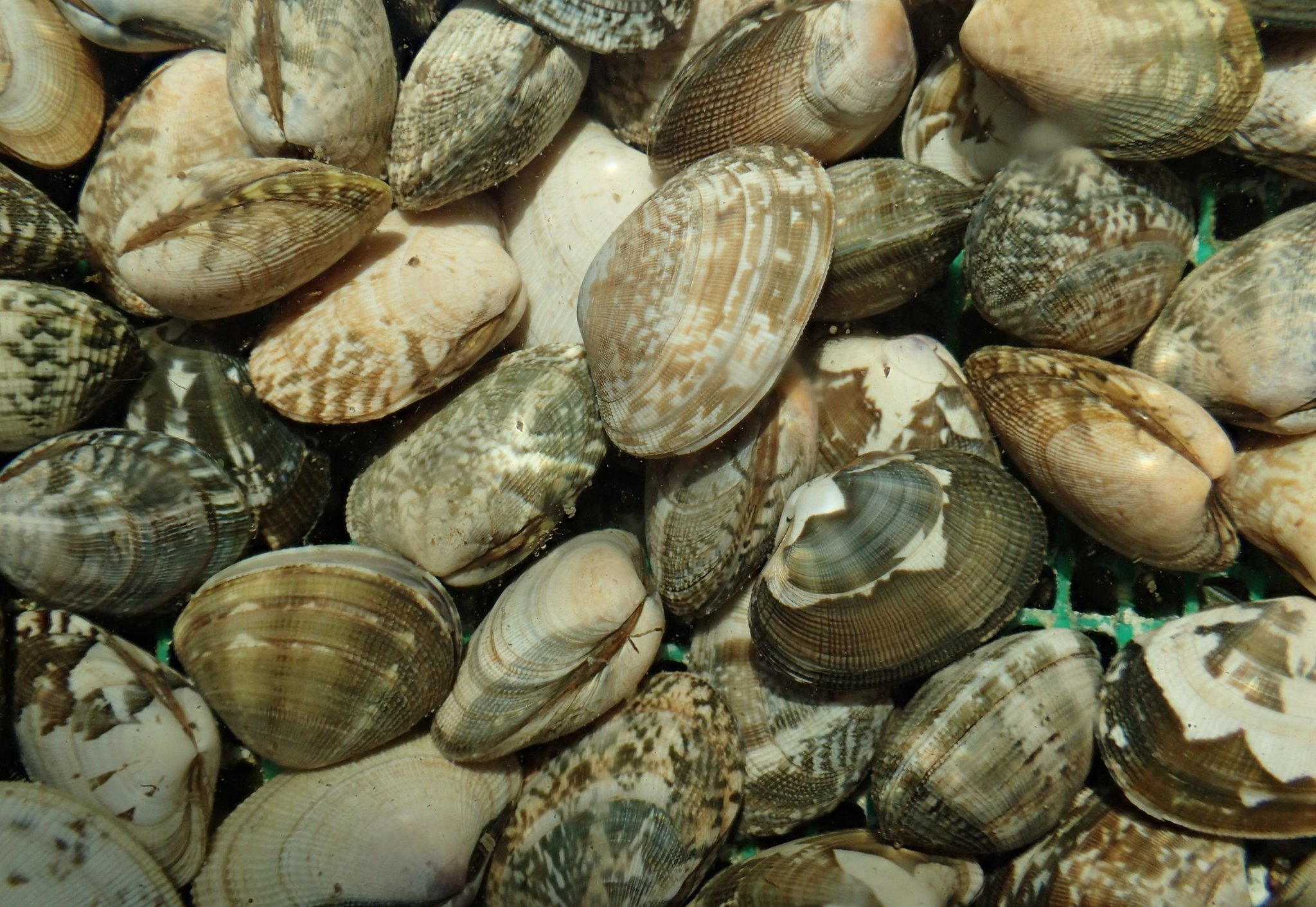 葛西臨海水族園 公式 みなさんはアサリを食べるとき 火にかけてふたを開かせますよね でも海の生き物が貝を食べる ときに火は使えません でも 食べたい さて どうする かさりん Tslp E T Co 葛西臨海水族園 公式 みなさんはアサリを食べるとき 火にかけてふたを開かせますよね でも海の生き物が貝を食べる ときに火は使えません でも 食べたい さて どうする かさりん Tslp E T Co