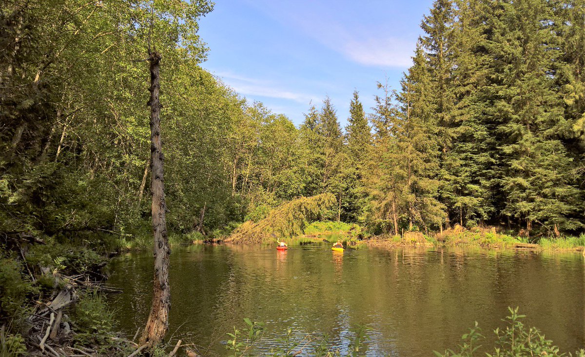 geordiemuppet's tweet photo. Afternoon light #pond #Exploring. #ExploreBC #BeautifulBC #CanadaDay #ExploreCanada #GreatOut. #Summer #ShotOnMyLumia https://t.co/WnUubU9XRe
