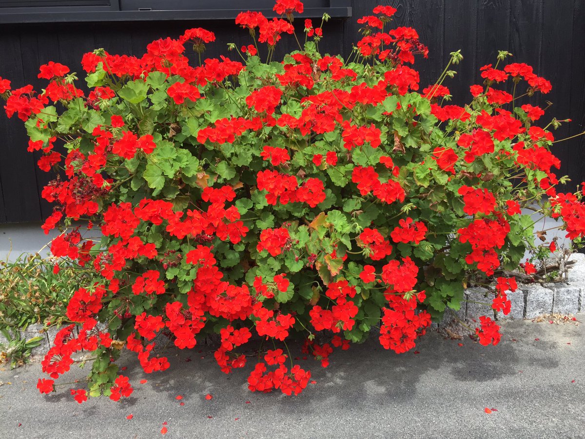 花に特有の臭いがあり虫除け効果