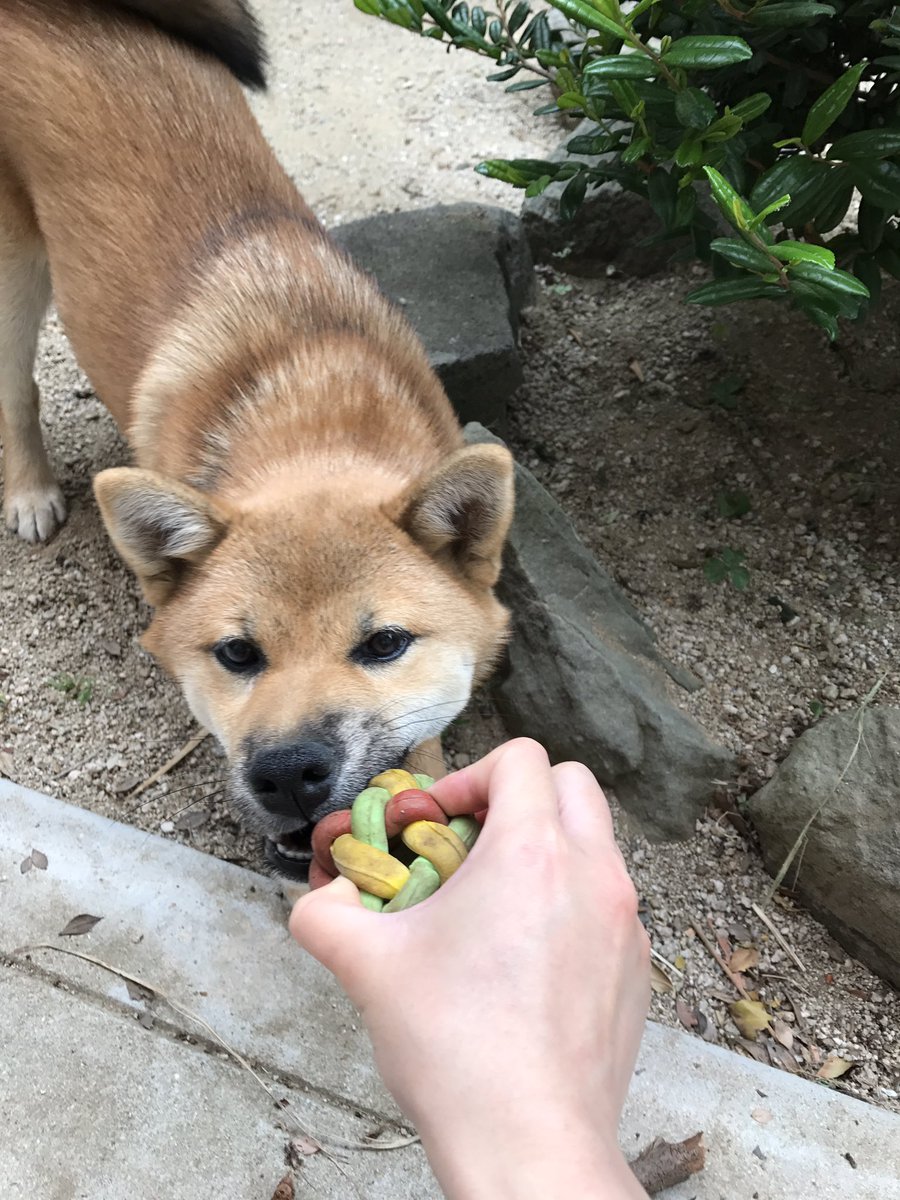 どんこ ボールが欲しくてフセするハルさん 引っ張りっこもしたよ ﾟ ﾟ 本当はそのボール 渡して欲しかったんだけどね 笑 柴犬 柴犬ハル ハルちゃん マカロニボール ボール大好き
