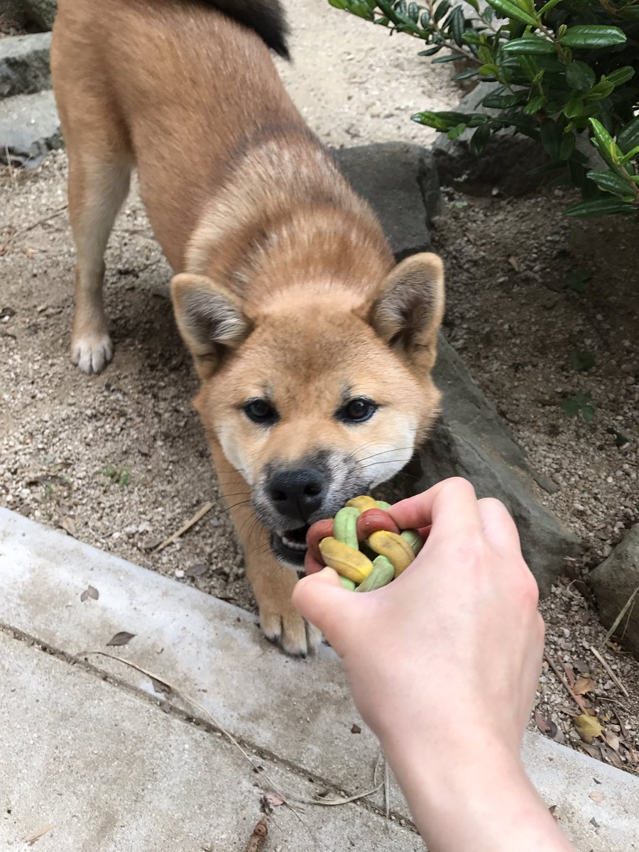 どんこ ボールが欲しくてフセするハルさん 引っ張りっこもしたよ ﾟ ﾟ 本当はそのボール 渡して欲しかったんだけどね 笑 柴犬 柴犬ハル ハルちゃん マカロニボール ボール大好き