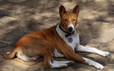 basenji rescue