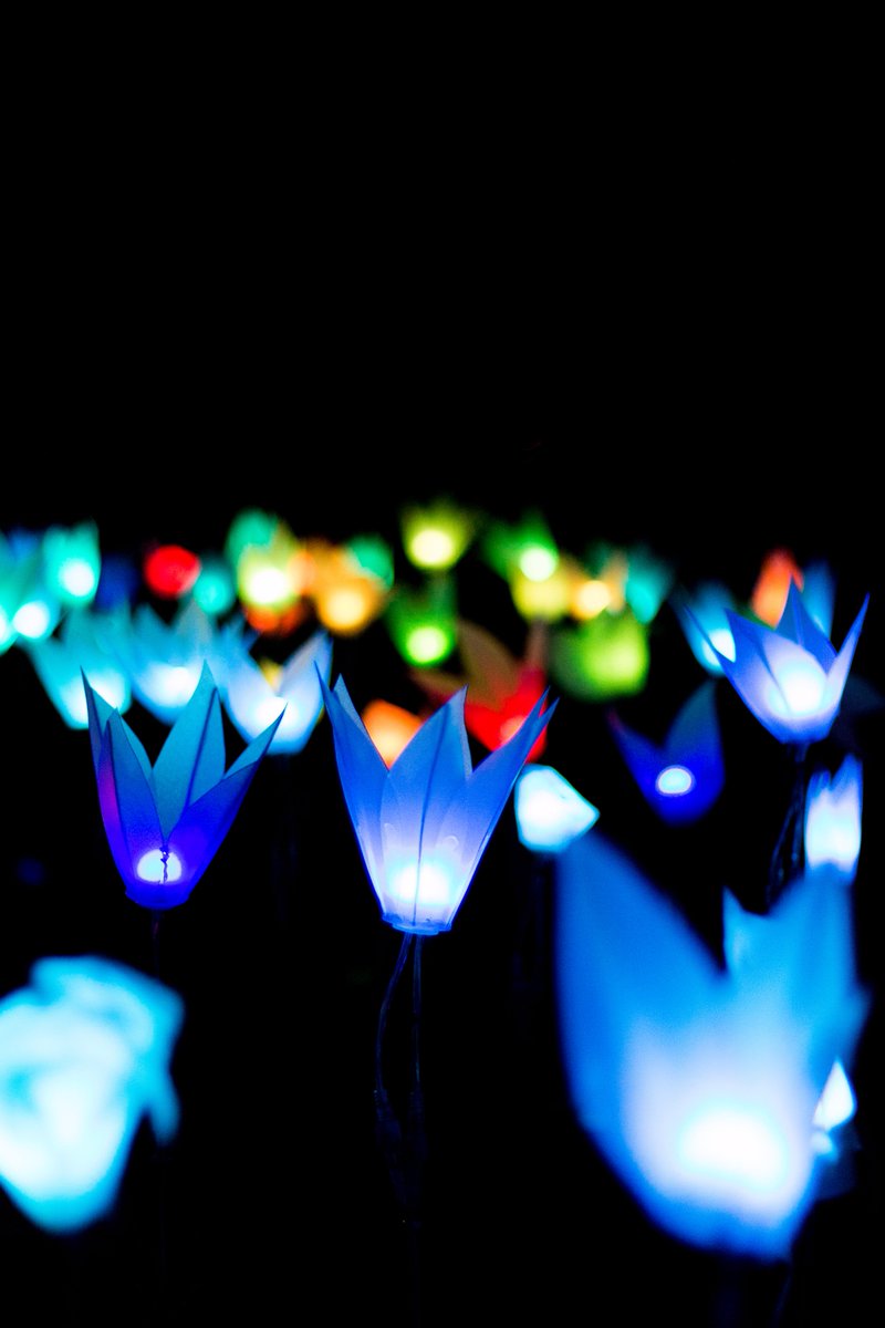 LUMAqueenstown's tweet photo. The flower installation was a huge hit at #LUMA17, made by 150 students from #Queenstown schools! https://t.co/EiUL4ypNrT