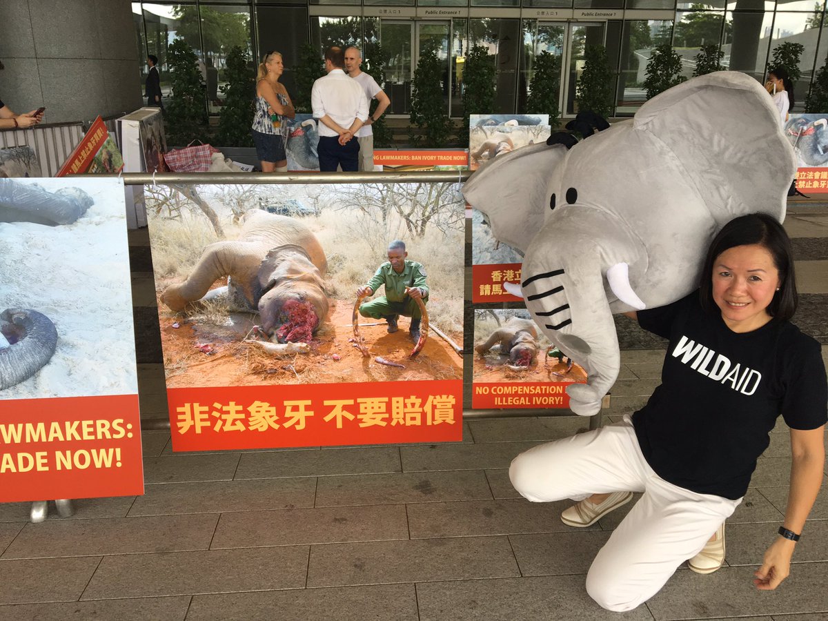 NgRosana's tweet photo. 立法局門前為大象請命。香港立法會議員：請馬上禁止象牙買賣！ https://t.co/rgCJduBrB9