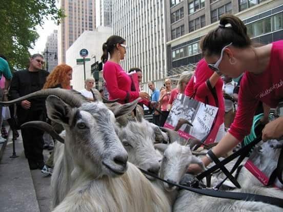 Goat herders at #timessquare in #newyork 2006. Couldn't wait for #tbt ift.tt/2sMdgeB
