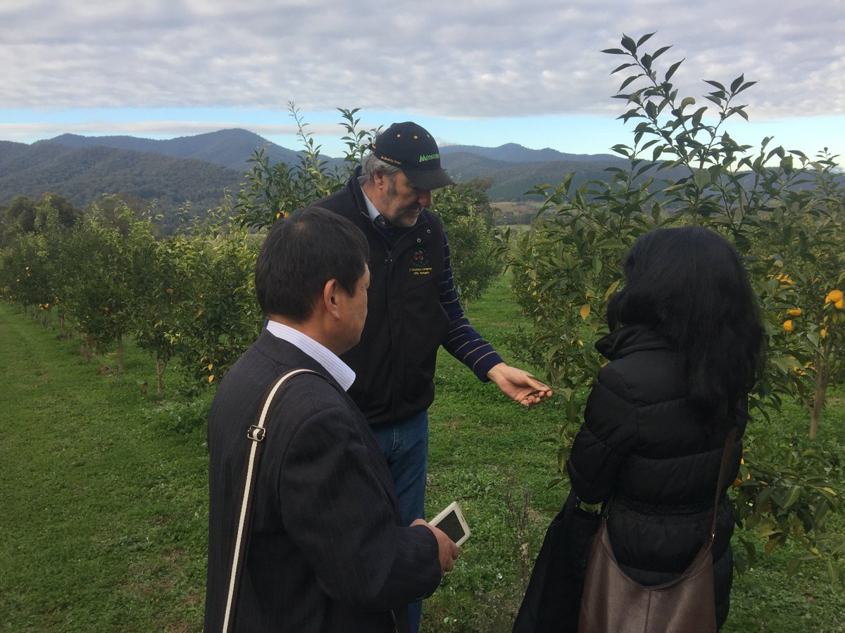 mountainyuzu's tweet photo. Brian in the orchard getting advice from an expert, Okabayashi san from Kochi yuzu. Great to have him visit. https://t.co/k19TUHuNAA