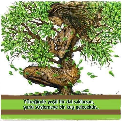 deniz_kula_'s tweet photo. zeytin varlıktır... mirastır #BenBirZeytinAğacıyım https://t.co/24274IimFs