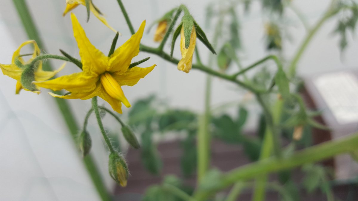 観察日記(3)✴

緑のカーテン32日目☺☺
２枚目が植えてすぐ、3枚目が3週間前の写真です👀📷✨成長が著しい！！
曇りの日は切なげなお花たちです🔥🔥