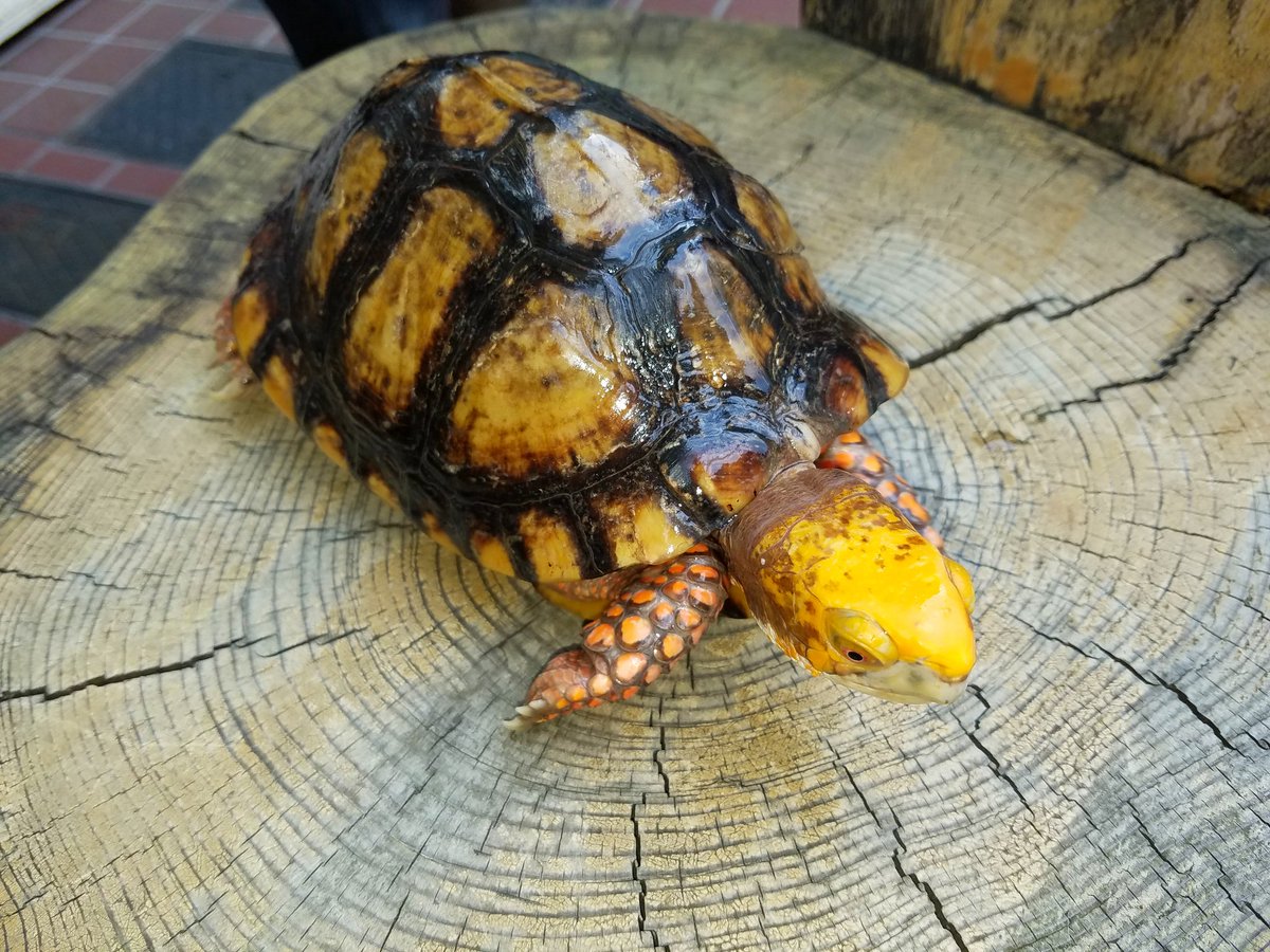 爬虫類専門店【𝙳𝙸𝚉𝚉𝚈 𝙿𝙾𝙸𝙽𝚃】東京第002225 on X