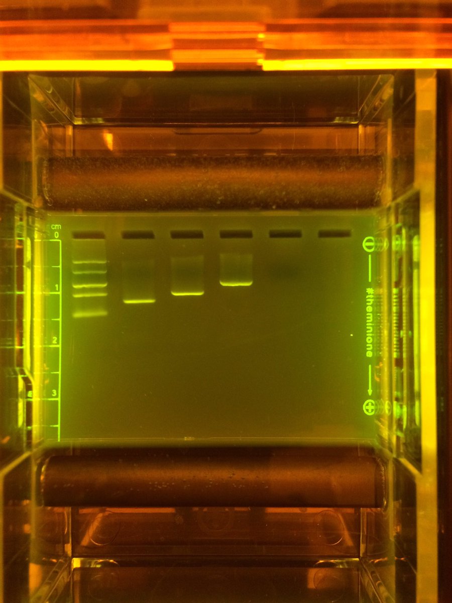 MiniOneSystem's tweet photo. Lambda DNA PCR in 20 minutes and 20 minute gel run! #fastpcr #nabt #stemed #pcr #Biology https://t.co/W9lB3nbmUZ