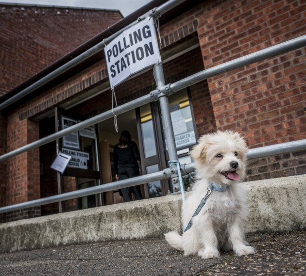 DogsAtPollingS's tweet photo. Dog of the Day! #dogsatpollingstations #pupsnotpolitics #dogsoftwitter https://t.co/JVBWkc8Sbb